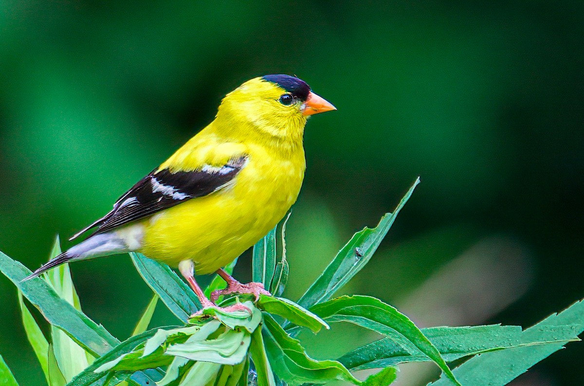 American Goldfinch - Matt Mason