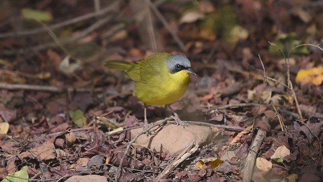 Southern Yellowthroat - ML352509601