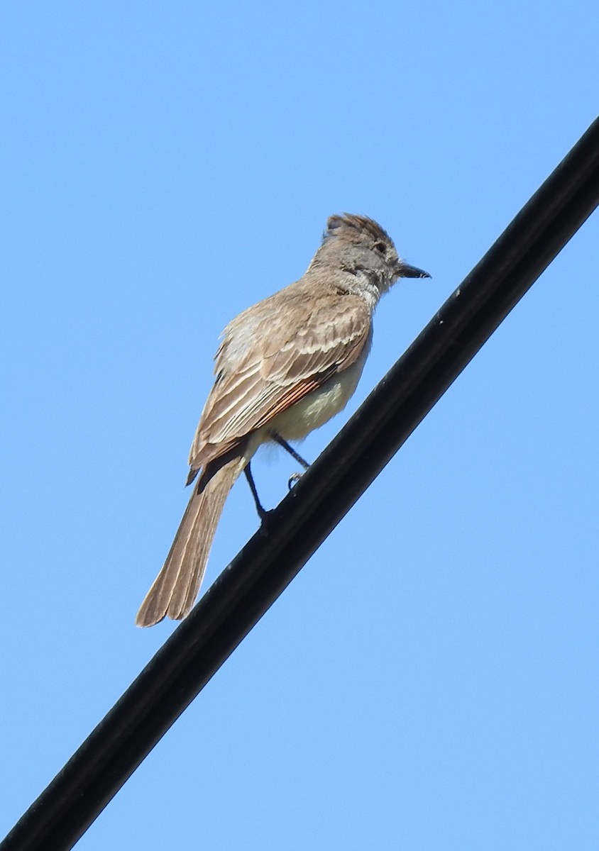 Ash-throated Flycatcher - ML352509661