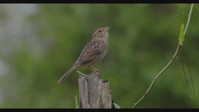 Bachman's Sparrow - ML352511591