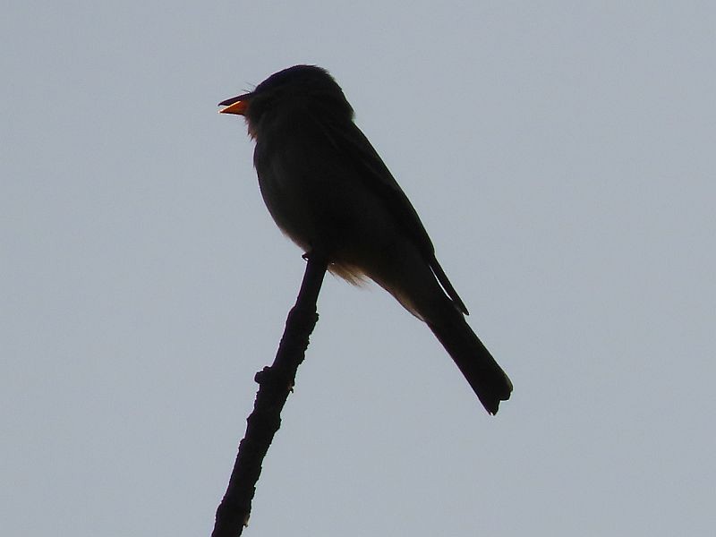Eastern Wood-Pewee - ML352511771