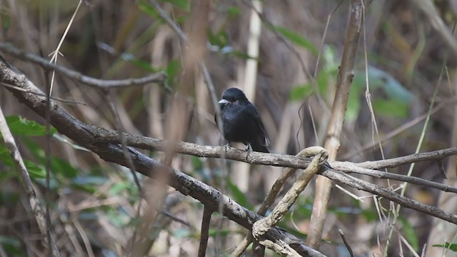 Blue-billed Black-Tyrant - ML352511821