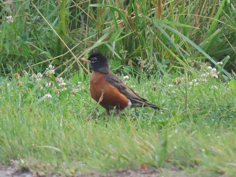 American Robin - ML352511841
