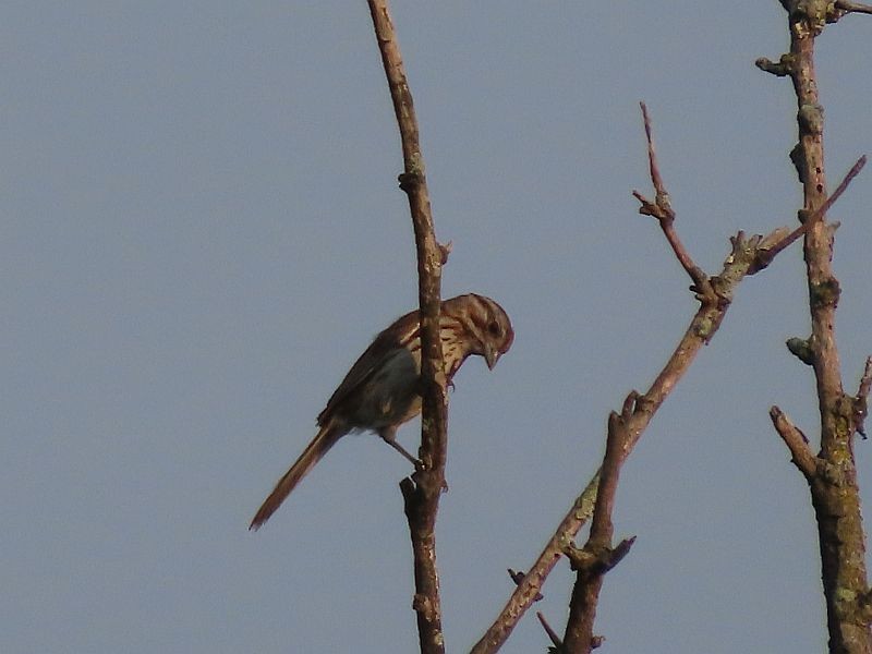 Song Sparrow - ML352511881