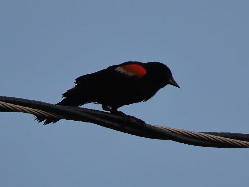 Red-winged Blackbird - ML352511931