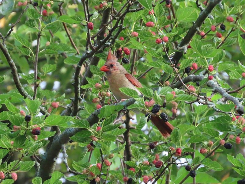 Northern Cardinal - ML352511991