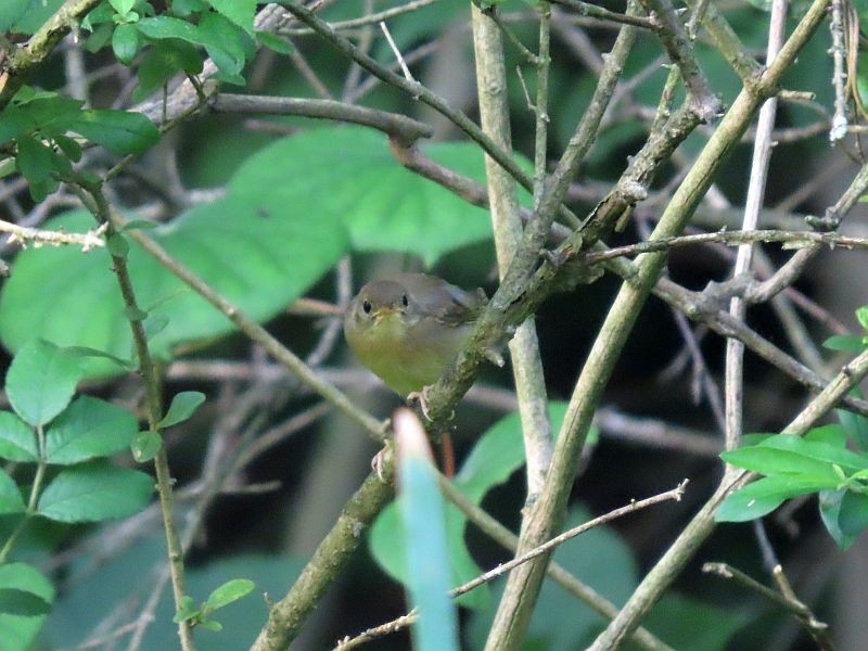 Common Yellowthroat - ML352512111