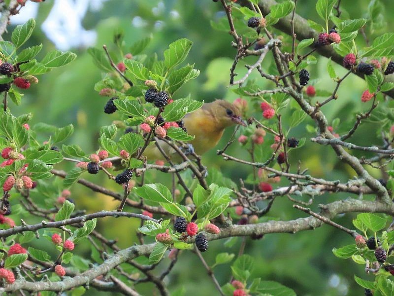 Baltimore Oriole - ML352512381
