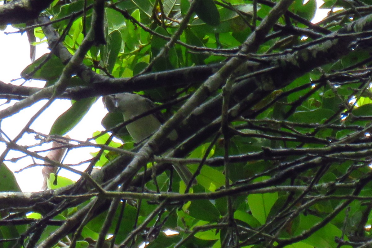 Plumbeous Vireo (Central American) - ML352512441