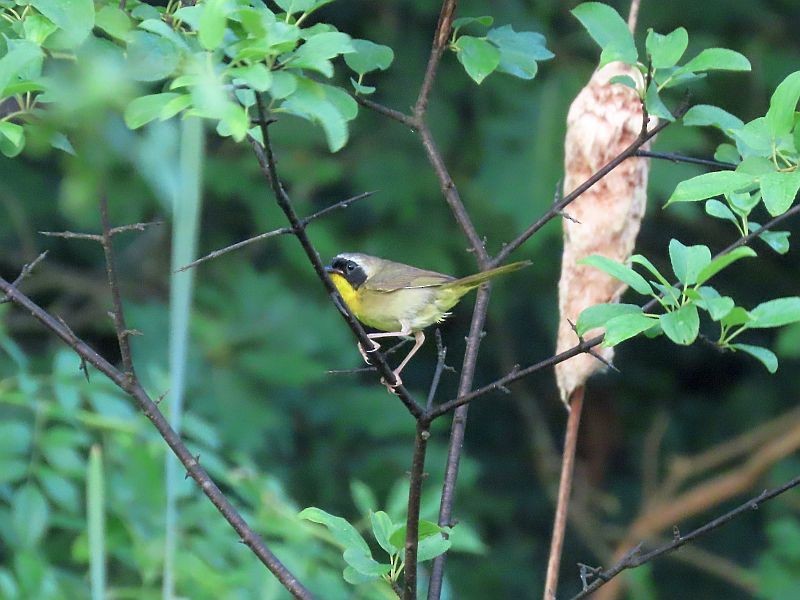 Common Yellowthroat - ML352512481