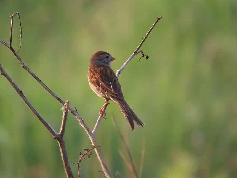 Field Sparrow - ML352512601