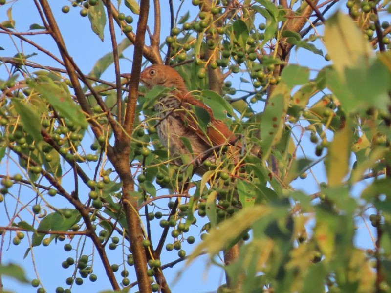 Brown Thrasher - ML352512851