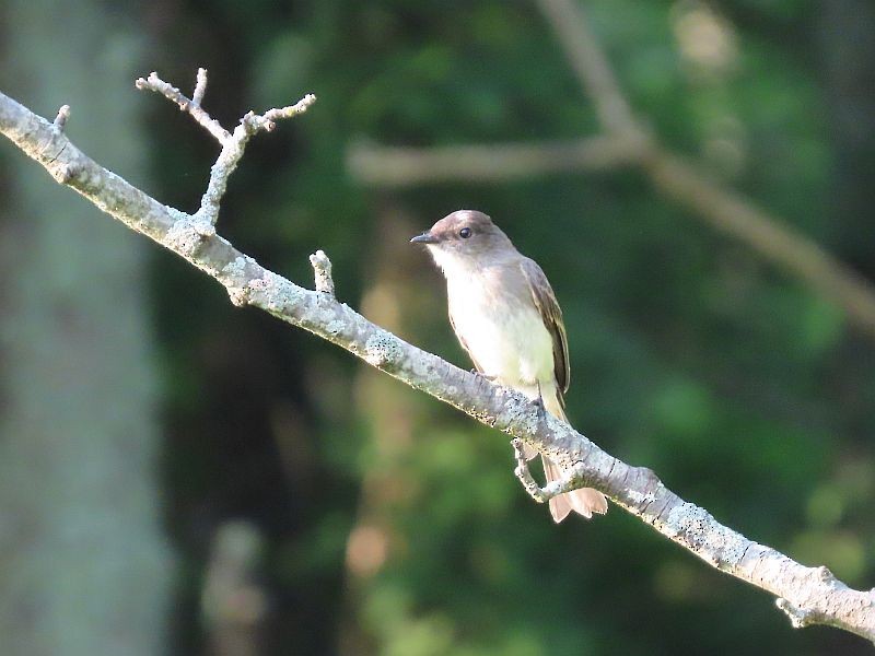 Eastern Phoebe - ML352512891