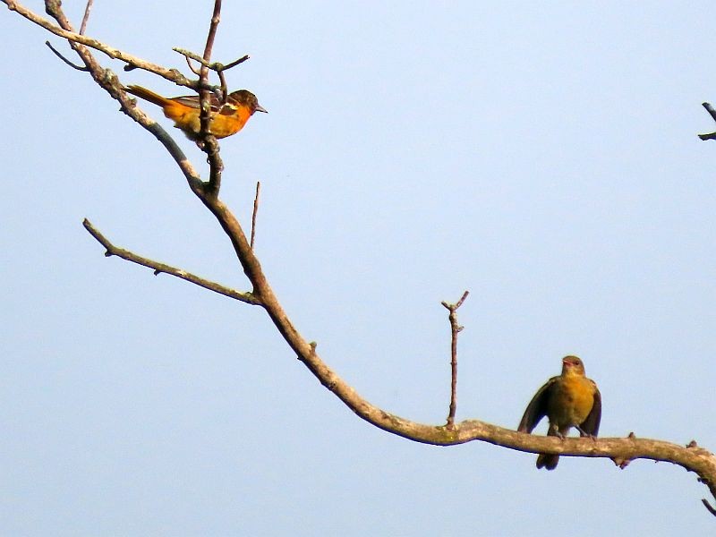Baltimore Oriole - ML352512951