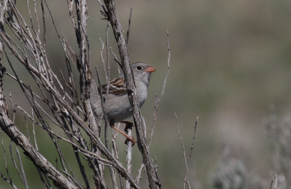 Field Sparrow - ML352513431