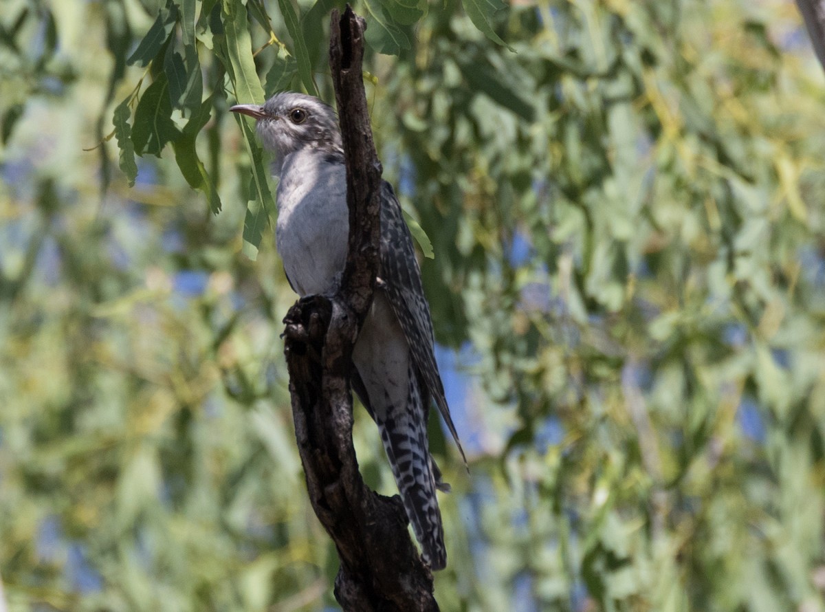 Pallid Cuckoo - ML352513751