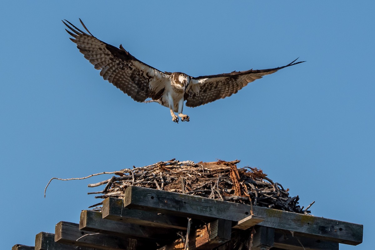 Osprey - ML352517281