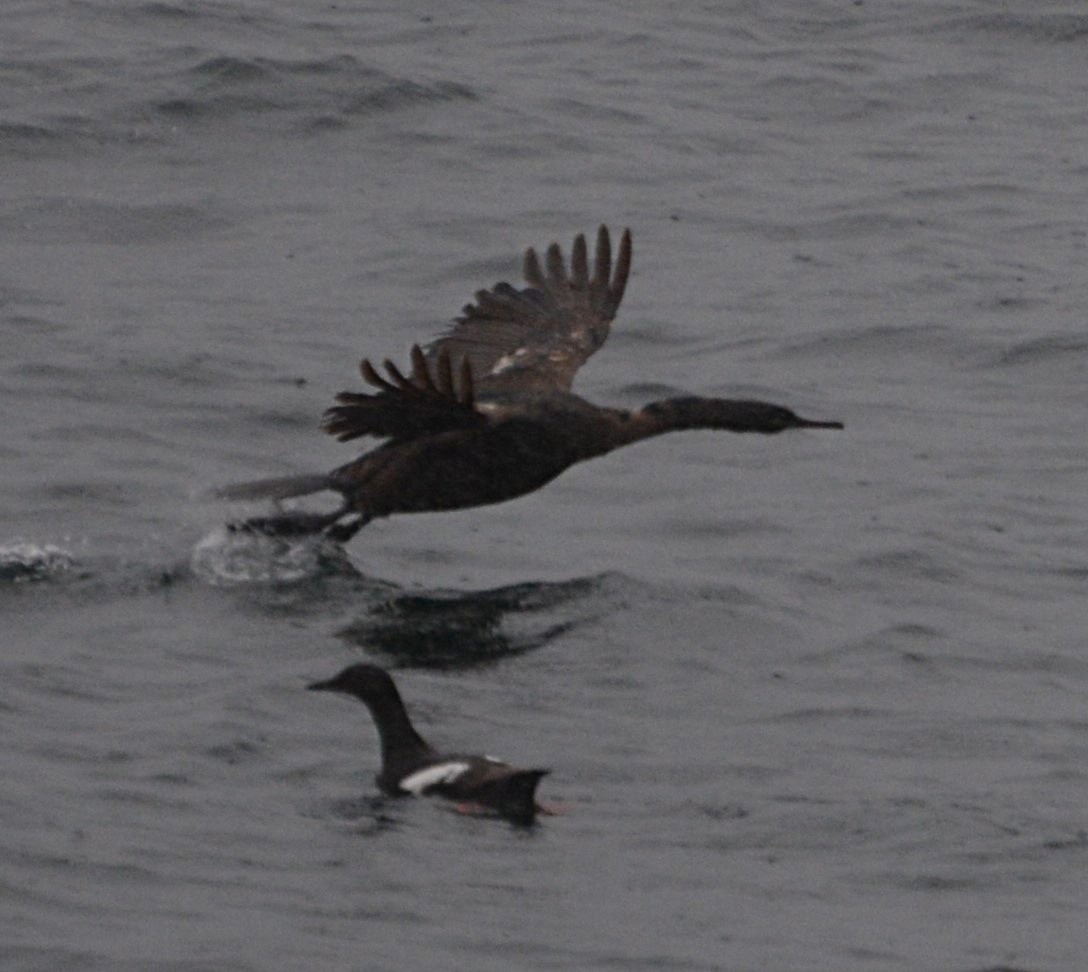 ub. skarv (Phalacrocoracidae sp.) - ML352517531