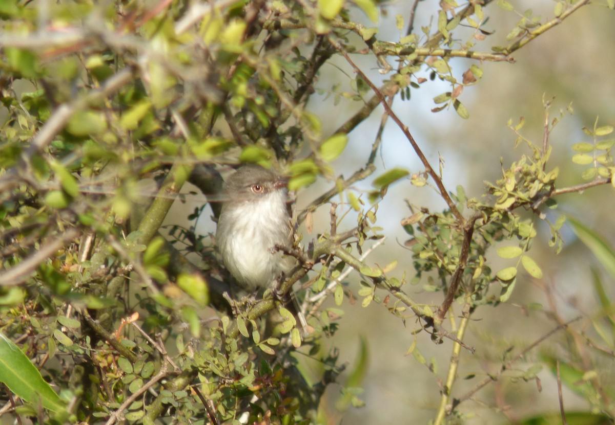 Pearly-vented Tody-Tyrant - Pablo Hernan Capovilla