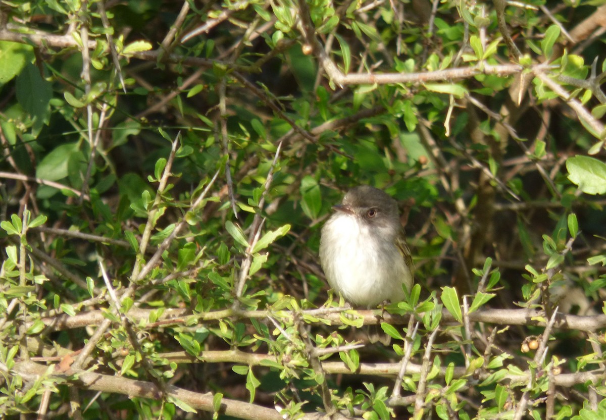 Pearly-vented Tody-Tyrant - ML352517981