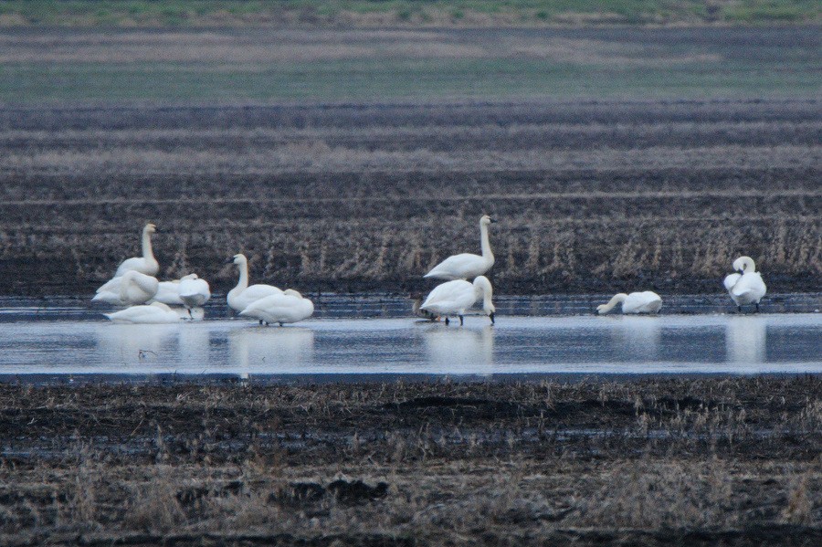 Tundra Swan - ML35251871