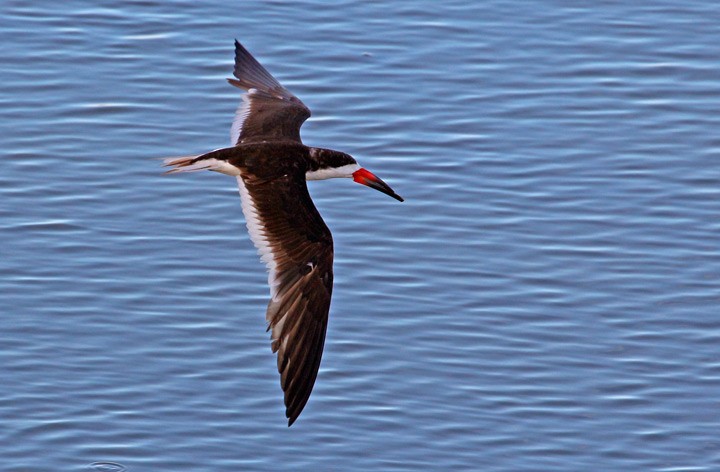 Black Skimmer - ML35251891