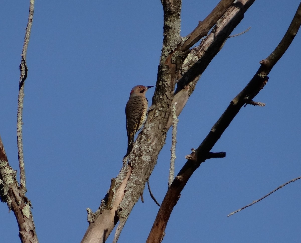 Northern Flicker - ML35252081