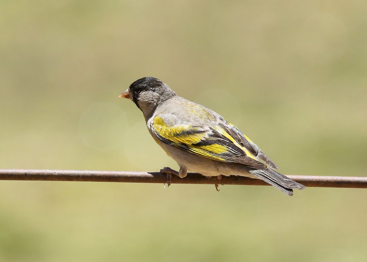 Lawrence's Goldfinch - ML352521051