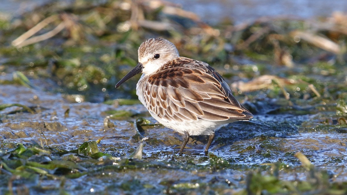 Western Sandpiper - Daniel Jauvin