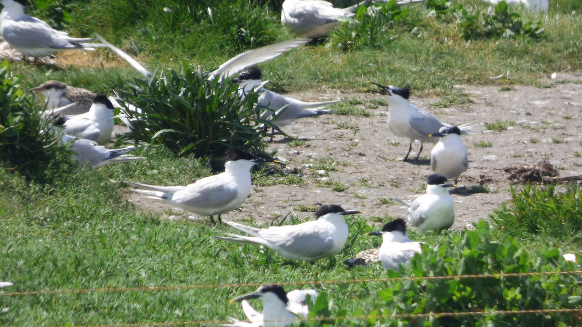 Sandwich Tern - ML352521731