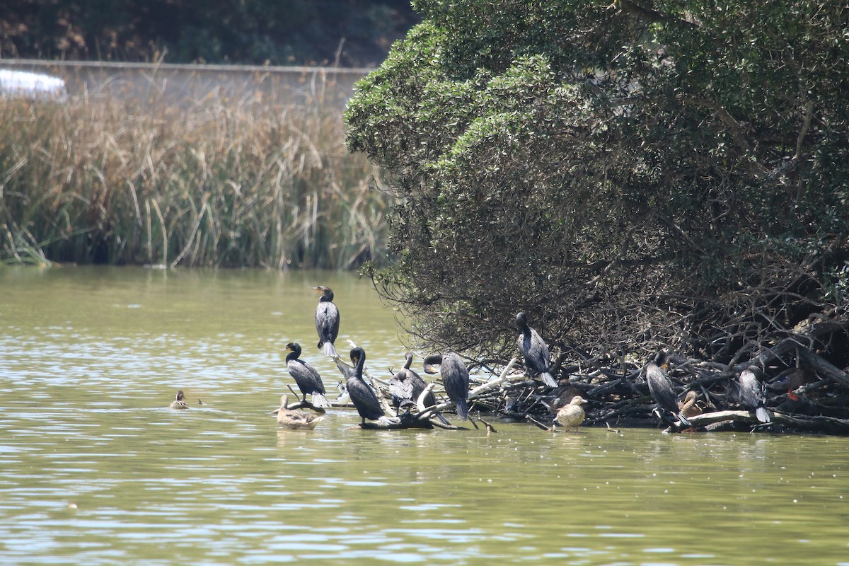 Double-crested Cormorant - ML352526411