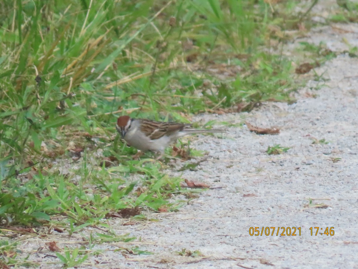 Chipping Sparrow - ML352526491