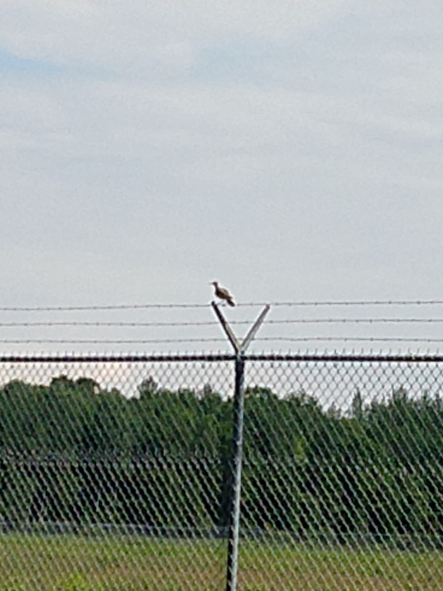 Upland Sandpiper - ML352528171