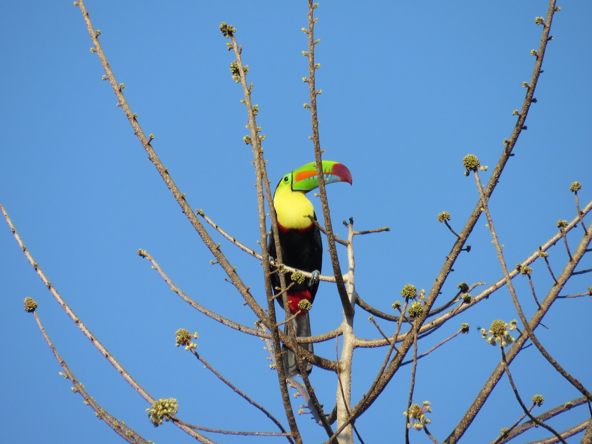 Keel-billed Toucan - Karla Lara