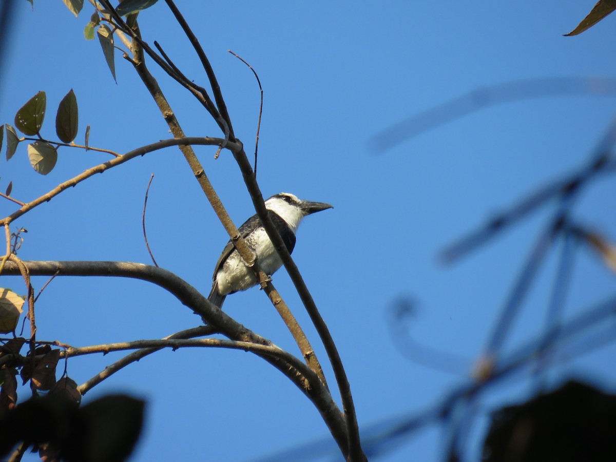 White-necked Puffbird - Karla Lara