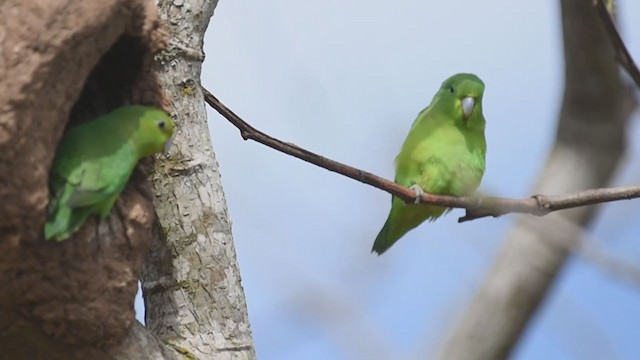 Blauflügel-Sperlingspapagei - ML352529661