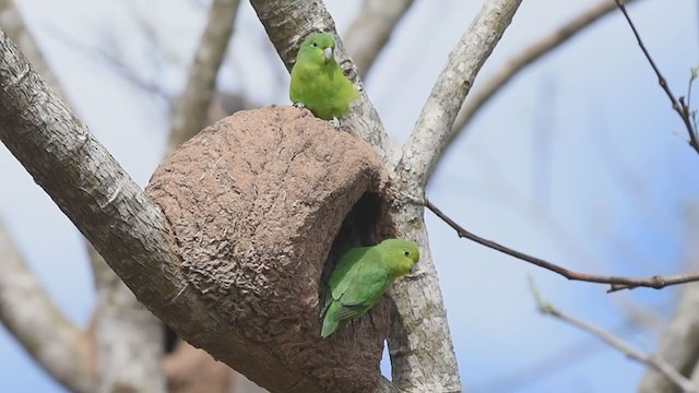 Cobalt-rumped Parrotlet - ML352529711