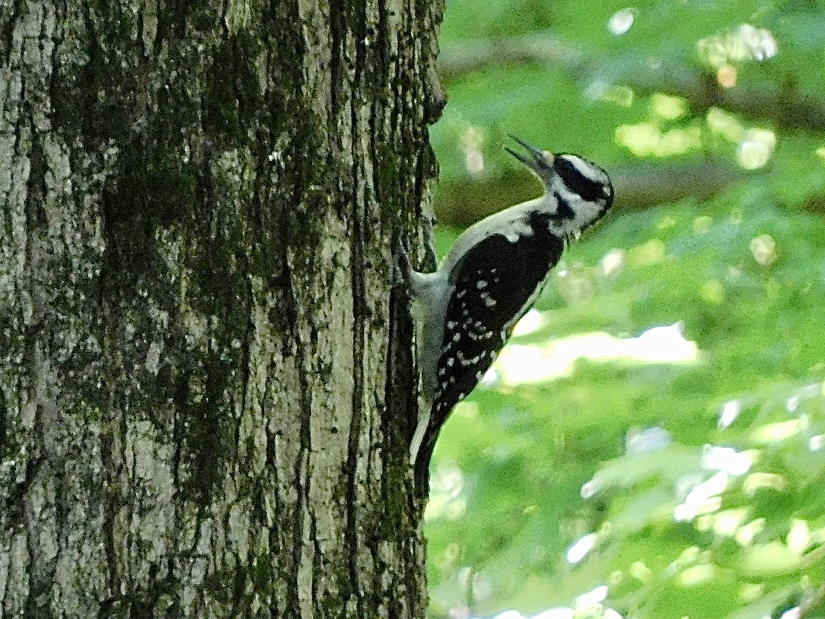 Hairy Woodpecker - ML352533001