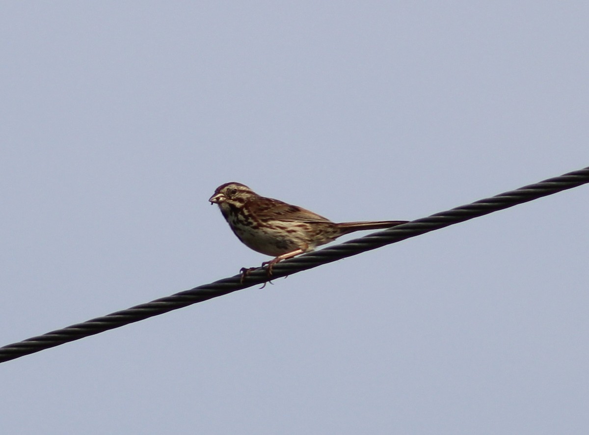 Song Sparrow - ML352533351