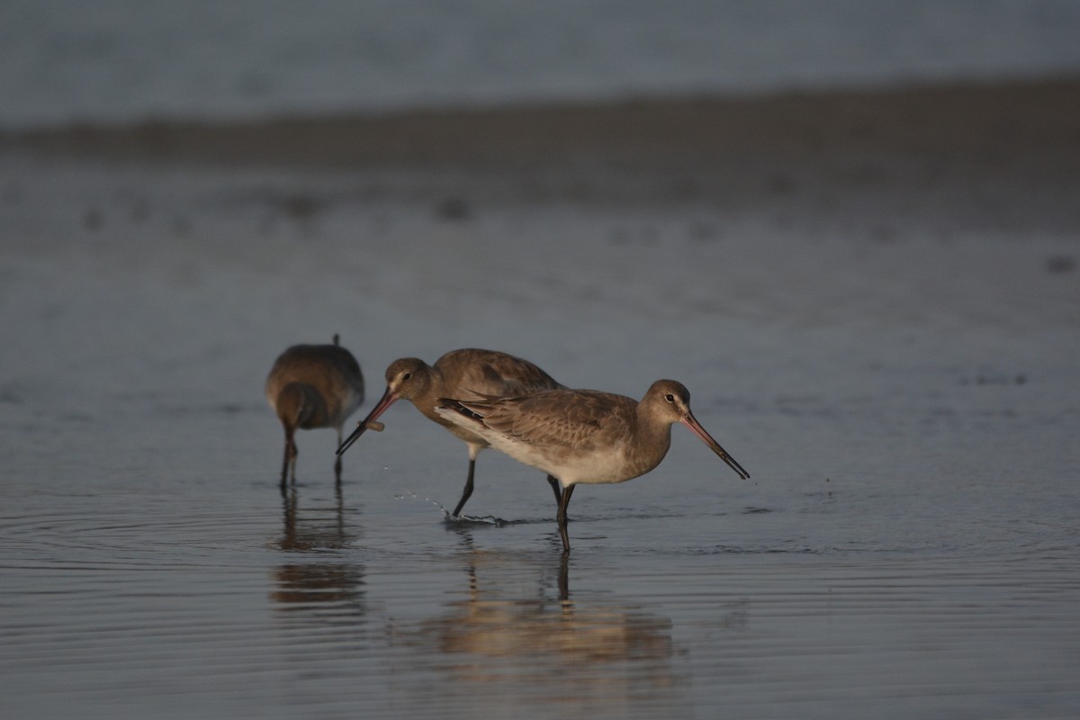 Hudsonian Godwit - Marcelo Torrejon Veliz