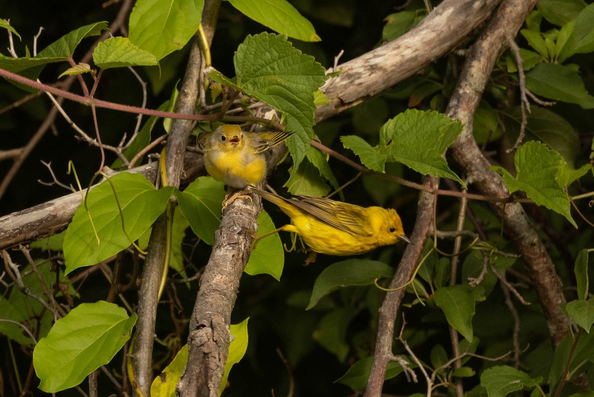 Yellow Warbler - ML352534301