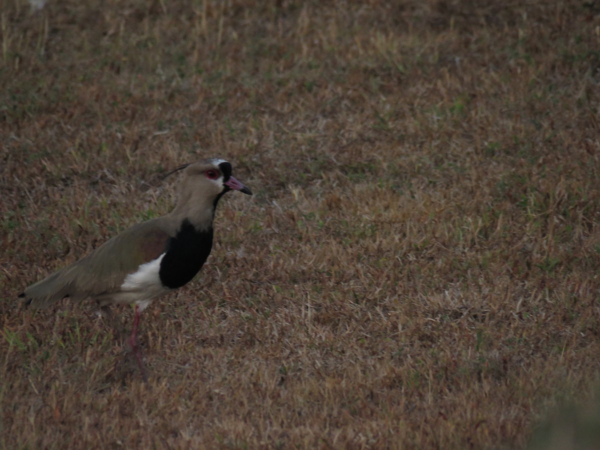 Southern Lapwing - ML352534771