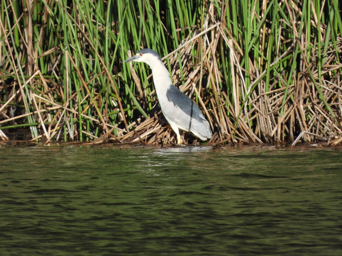 Black-crowned Night Heron - ML352534831