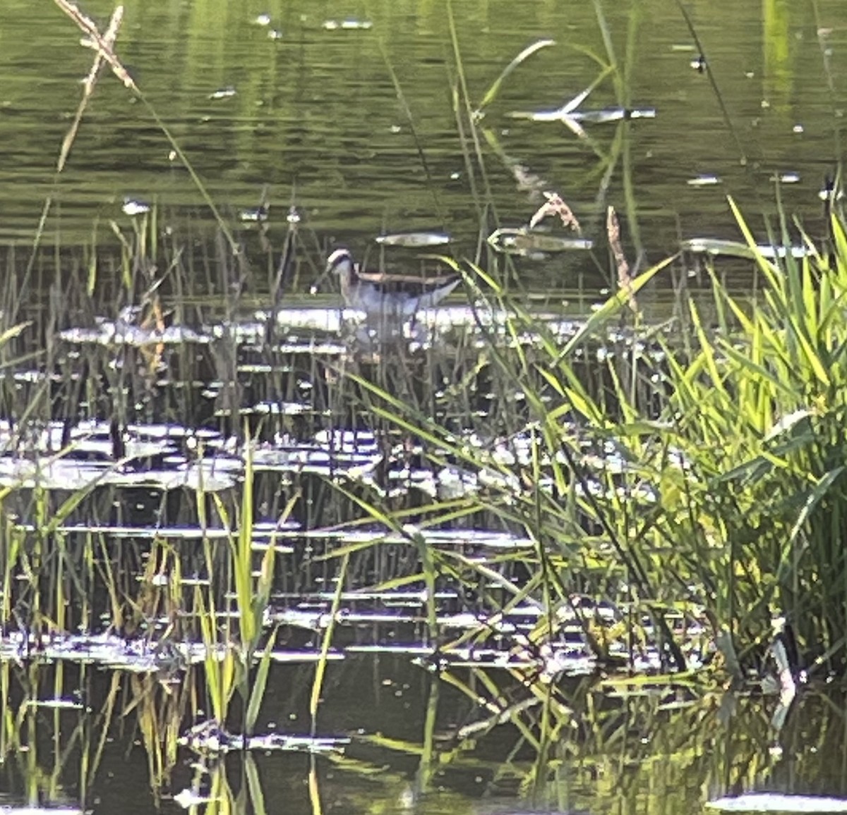 Wilson's Phalarope - ML352536481