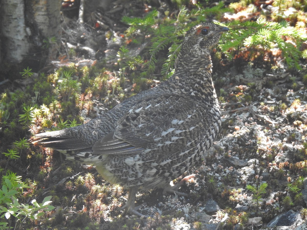 Spruce Grouse - ML352536561