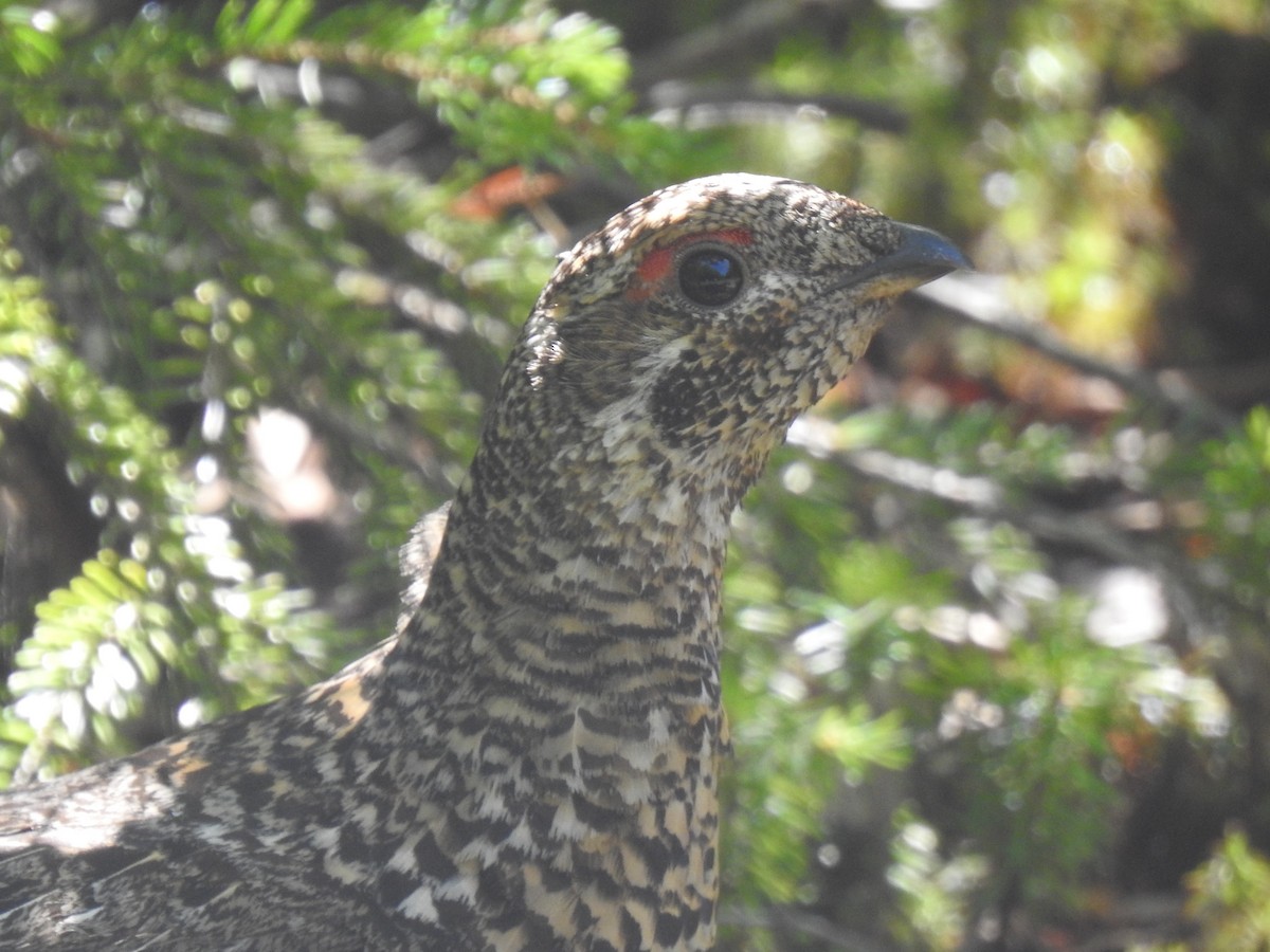 Spruce Grouse - ML352536571