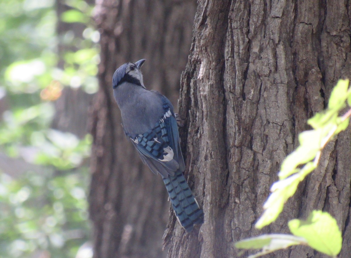 Blue Jay - ML352538421