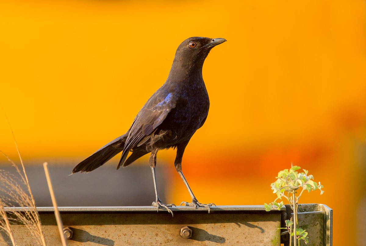 Taiwan Whistling-Thrush - David Irving