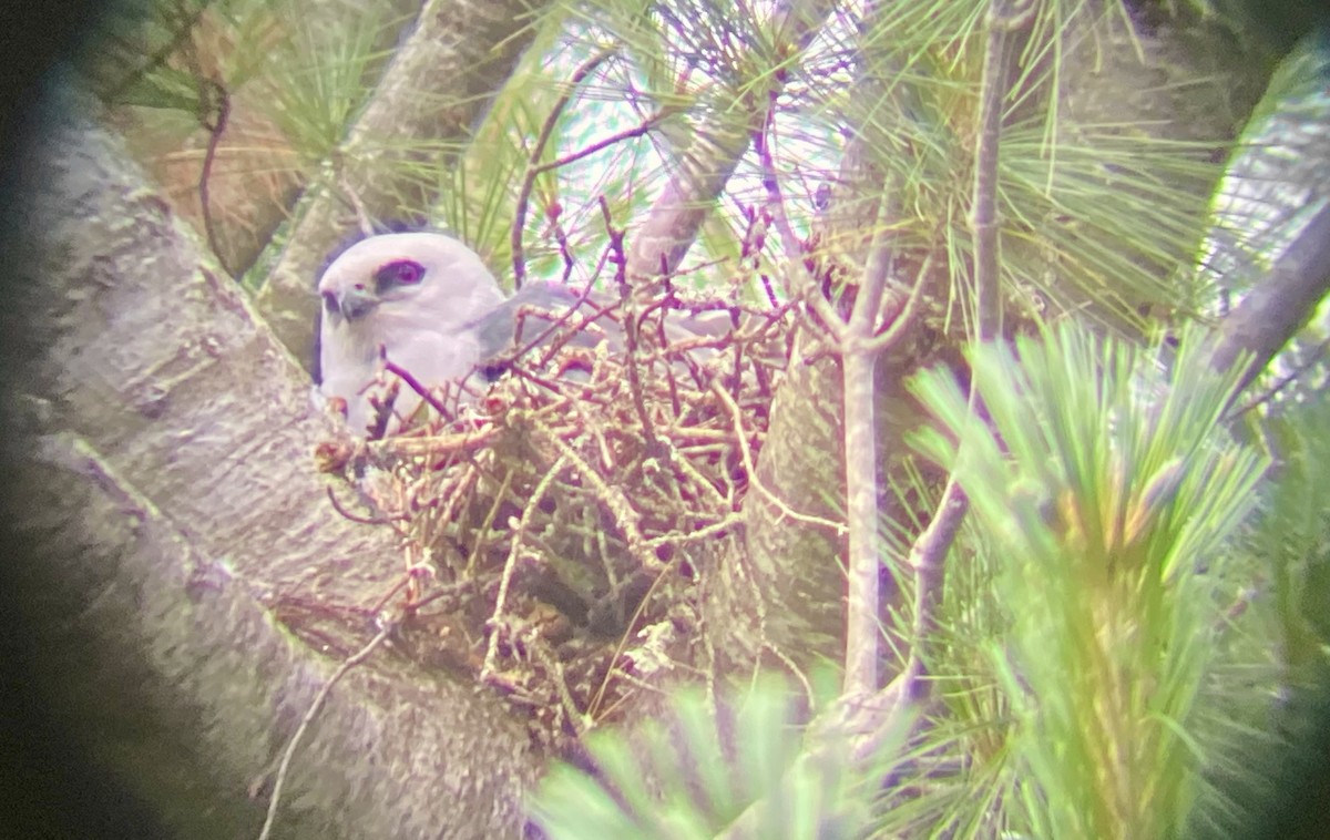 Mississippi Kite - ML352538551