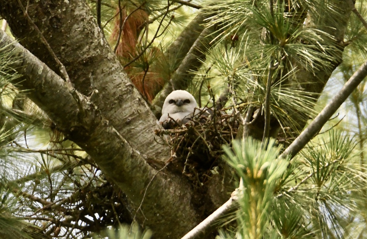 Mississippi Kite - ML352538601